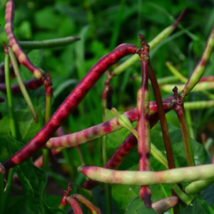 50 Pcs Mississippi Purple Cowpea Seeds #MNTS - $7.90