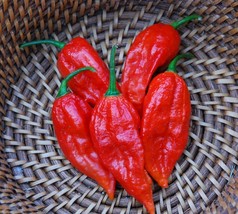 25 Bhut Jolokia Ghost Chili Seeds - world&#39;s hottest peppers - £6.29 GBP