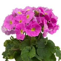 25 Primula Obconica Touch Me Midi Rose Primrose Flower Seeds - £17.17 GBP