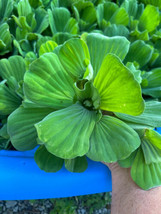 (8) Water Lettuce Koi Pond Floating Plants Algae LARGE Jumbo 6” SPRING 2024 - £34.49 GBP