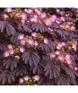 10 Albizia Julibrissin Summer Chocolate Mimosa Silk Tree Seeds - $13.95