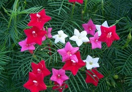 50 Cypress Vine (Cardinal Vine) Mix Color - £29.62 GBP