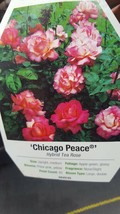 Chicago Peace Rose 2 Gal Pink Yellow Live Bush Plants Hybrid Tea Plant Roses - £46.42 GBP