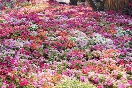 50 Mixed Colors Dwarf Impatiens Walleriana Red Pink Orange Shade Flower Seeds Fr - £11.52 GBP