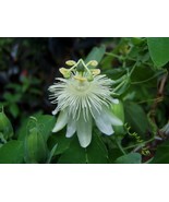 MBK Passiflora Subpeltata Pure White 10 Seeds Fast Ship - $13.98