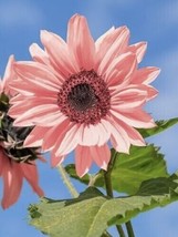 Pink Sunflower 25 Seeds Usa - £4.73 GBP