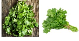 300 Seeds Cilantro/Coriander FIIESTA GREEN Kitchen Garden Culinary Seeds  - £21.13 GBP