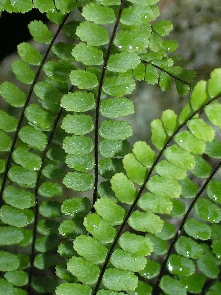 3 Rhizomes/Roots Maidenhair Spleenwort Fern Live Plants Asplenium tricho... - £45.01 GBP