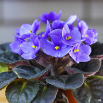 Mini Violet Beautiful Bonsai Flower - 100 Seeds - $7.77