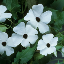 Thunbergian White Morning Glory with Black Eyed Susan Flowers 20 Seeds - £8.50 GBP