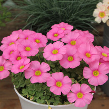 Oxalis Obtusa Series Bulb - &#39;Raspberry&#39;, of 5 Pack - £15.24 GBP