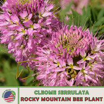 SGHOST 200 Rocky Mountain Bee Plant Seeds Cleome Serrulata Bee &amp; Pollinator Attr - £6.47 GBP