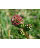 Salad Burnet Seeds 25 Small Sanguisorba Minor Herb Flower Forage Fresh G... - $4.20