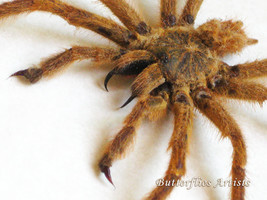 Orange Baboon Golden Starburst Tarantula Pterinochilus Murinus Framed Sh... - £110.84 GBP