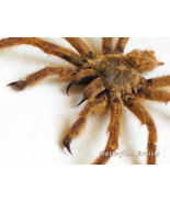 Orange Baboon Golden Starburst Tarantula Pterinochilus Murinus Framed Sh... - $188.79 CAD