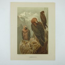 Bird Lithograph Print Birds of Prey Bearded Vultures Louis Prang Antique 1898 - £15.94 GBP