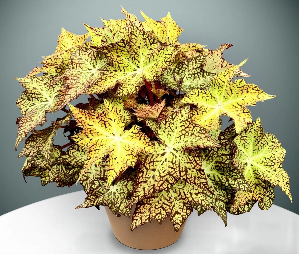 15+ Seeds Begonia Starburst  house plant  garden- flowers easy to grow p... - $6.94