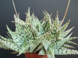 BStore 100 Seeds Store Aloe Doran Black Dorian Hybrid Exotic Color Agave Succule - $42.28