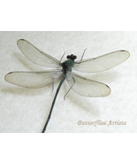 Broad-winged Damselfly Archineura Hetaerinoides Dragonfly Entomology Sha... - $94.35 CAD