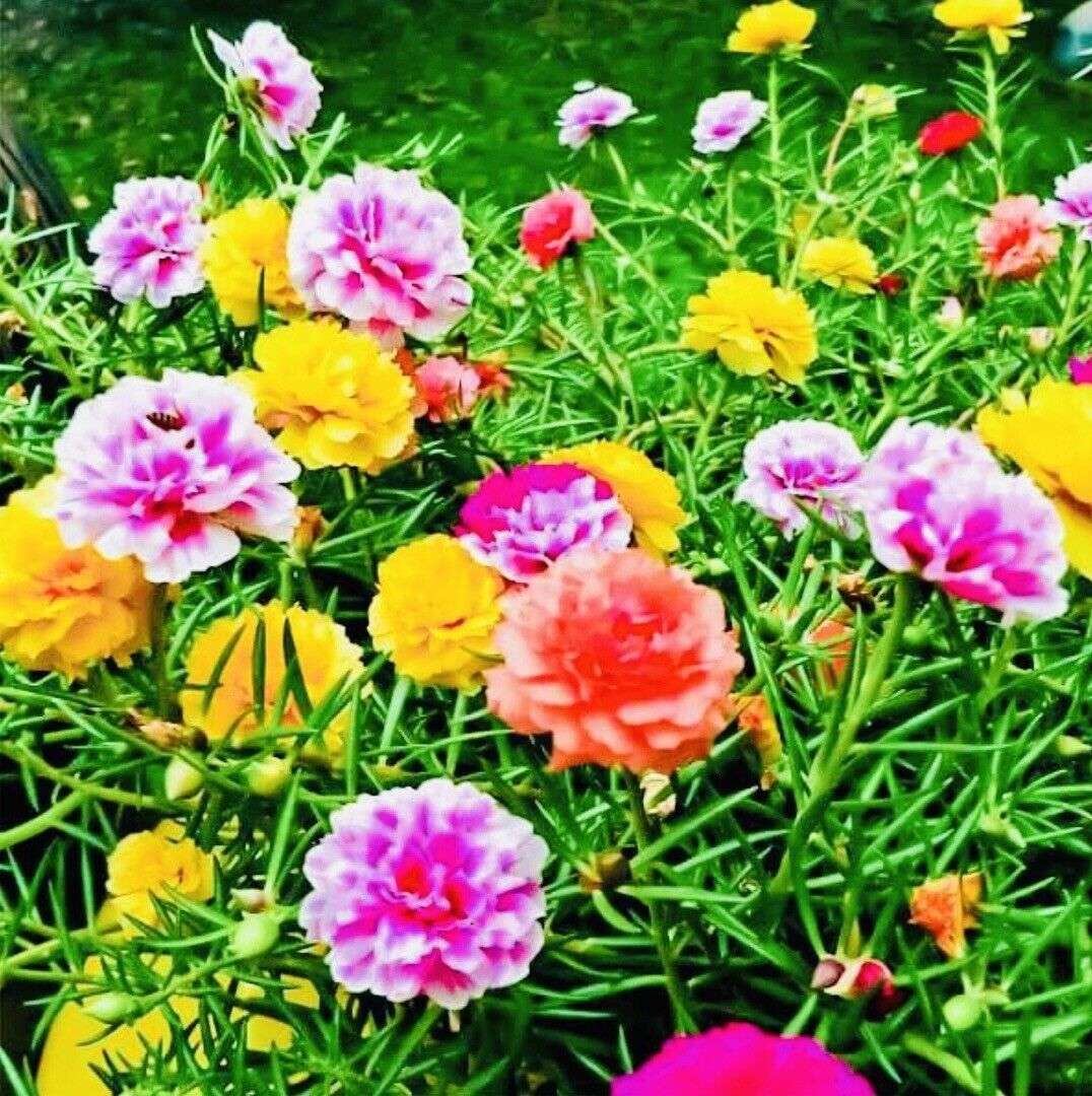 Moss Rose Double Flower Mix Seeds Open Pollinated Seeds Fresh Harvest Ne... - $3.98