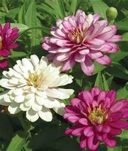 Equisite Zinnia 100+ Seeds Organic, Beautiful Bright Crisp Colors - £4.67 GBP