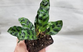 Live 4&quot; Pot Calathea lancifolia ,Rattlesnake Plant, Prayer Plant,Calathea plant - £29.88 GBP