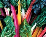 Bright Lights Swiss Chard Seeds 100 Seeds Non-Gmo Fast Shipping - £6.40 GBP