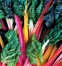 Bright Lights Swiss Chard Seeds 100 Seeds Non-Gmo Fast Shipping - £6.28 GBP
