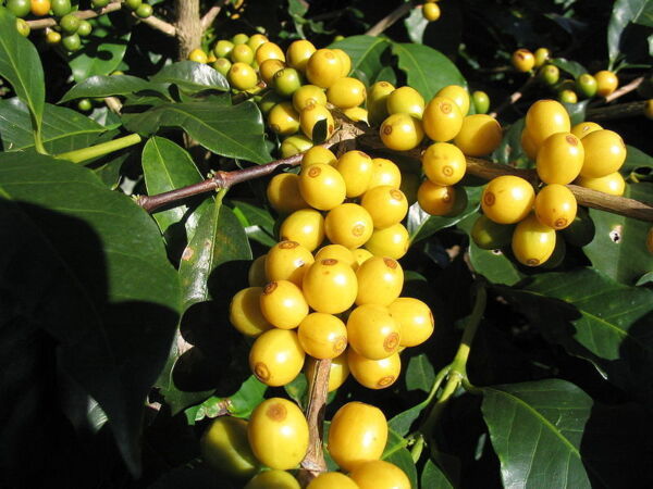 15 Arabica Coffee Tree Shrub Seedsgrow Your Own Coffee Fresh Garden