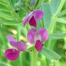 Ship From Us 2 Oz Seeds - Common Vetch Seeds - NON-GMO, Heirloom, TM11 - £30.72 GBP