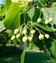 6-10” 1 year old Tilia Americana tree, (American basswood) bare root - £14.69 GBP