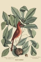 Red Bird by Mark Catesby #2 - Art Print - £17.27 GBP+