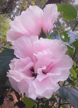 VP Live Plant Double Solid Pink Flowers 1/2&#39; To 1&#39; Althea Rose Of Sharon Hibiscu - £25.78 GBP