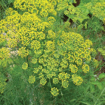 BRN Mammoth Dill Seeds 500 Seeds Heirloom Non-Gmo 1145 Fresh Garden - $8.97