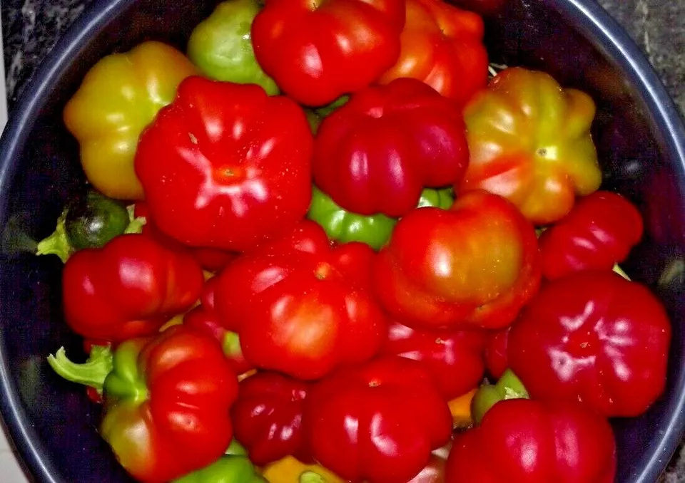 50 PIMENTO Sweet PEPPER Seeds Organic Summer Vegetable - $4.91 CAD