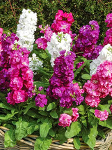 Dwarf Matthiola Incana Mixed Seeds Garden Fresh USA Store - $11.88