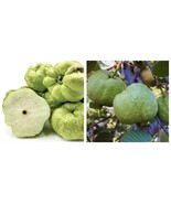 Indonesian guava (guava psidium) Guava Indonesia live fruit - $112.13 CAD