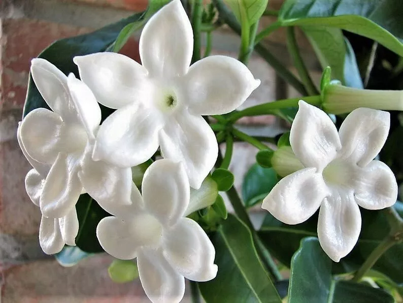 Madagascar Jasmine (Stephanotis Floribunda) - 5 Premium Seeds - $19.99