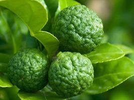 30 seeds Thai Kaffir Lime Seeds Citrus Hystrix Bergamot Seeds Source of ... - £13.16 GBP