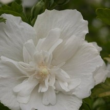 Proven Winners White Chiffon~~ Rooted Hibiscus Syriacus Starter Plant - £33.69 GBP