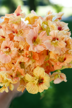 50 salmon gleam nasturtium seeds thumb200