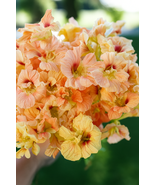 50 Salmon Gleam Nasturtium Seeds, Trailing Heirloom Flower, for Gardens ... - $12.99