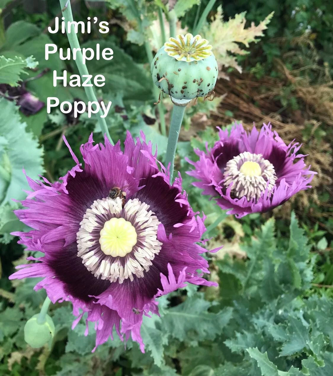 Poppy JIMI&#39;S PURPLE HAZE Breadseed Poppies Purple Pods &amp; Seeds Organic 5... - $9.67