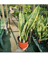 Snake Plant | 6in pot | Sansevieria Yellow Snake Plant | Air Purifying p... - $41.19 CAD