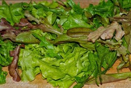 French Heirloom Lettuce (Greens) Seed Assortment- 9 Varieties- 4,700 Seeds Garde - £28.40 GBP