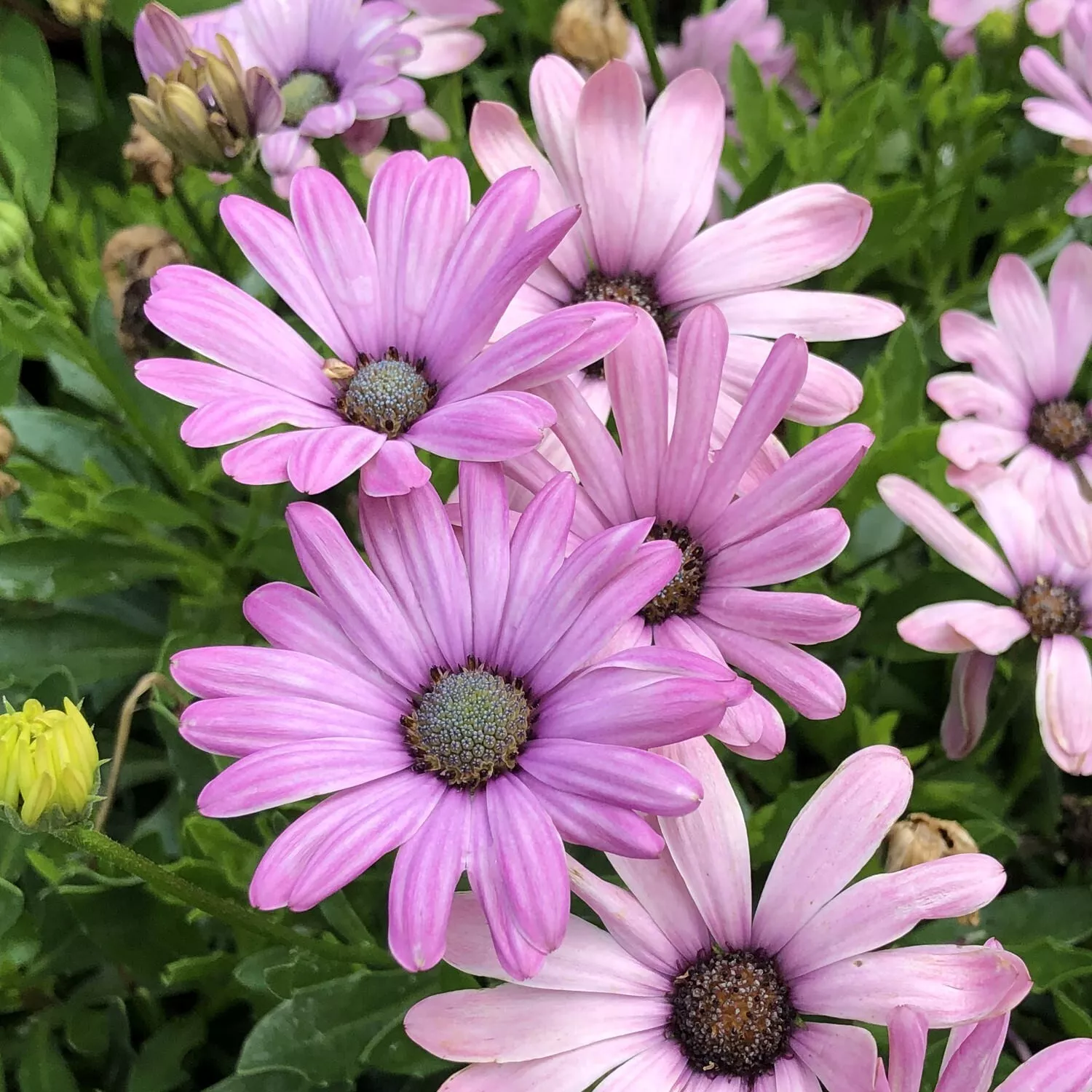 200 Light Purple Cape Daisy Seeds Planting Fresh Seeds - $9.86