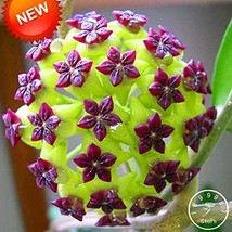 100 Seeds Time-Limit Hoya Flores Potted Flowers Bonsai Hoya Orchid Gardening - $6.22