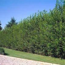 HSE Aussie Willow Trees for Planting - Popular Fast Growing Privacy Tree or Wind - £249.68 GBP