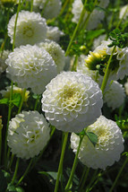 3 Tubers - Dahlia Pompon White Aster II - £39.74 GBP