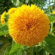 Grow In US Teddy Bear Dwarf Sunflower Seeds 50Pcs/pack NonGMO Heirloom Blooms - £11.95 GBP